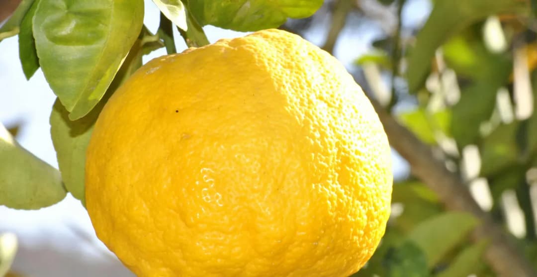 Jus de Citron Maison : L'Explosion d'Agrumes dans Votre Verre